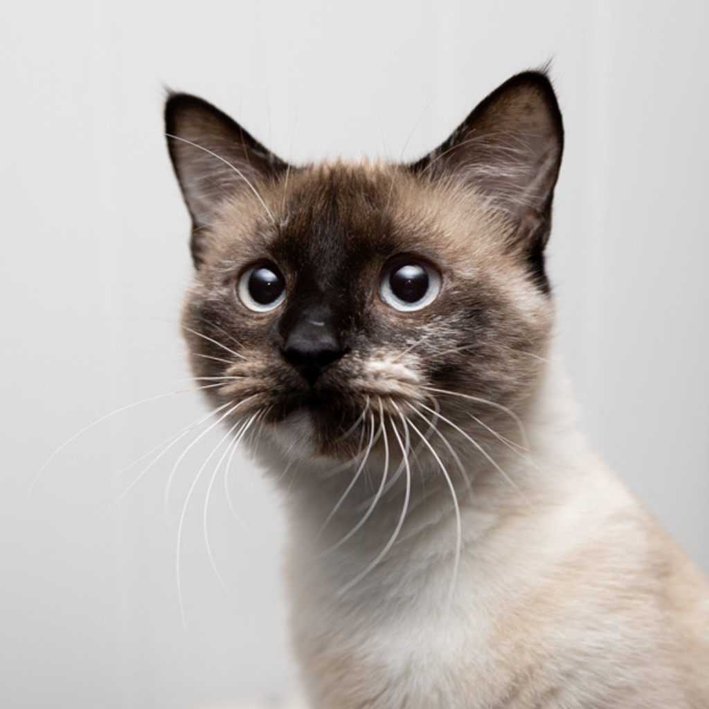 Kiki -- Bonded Buddy With Mia