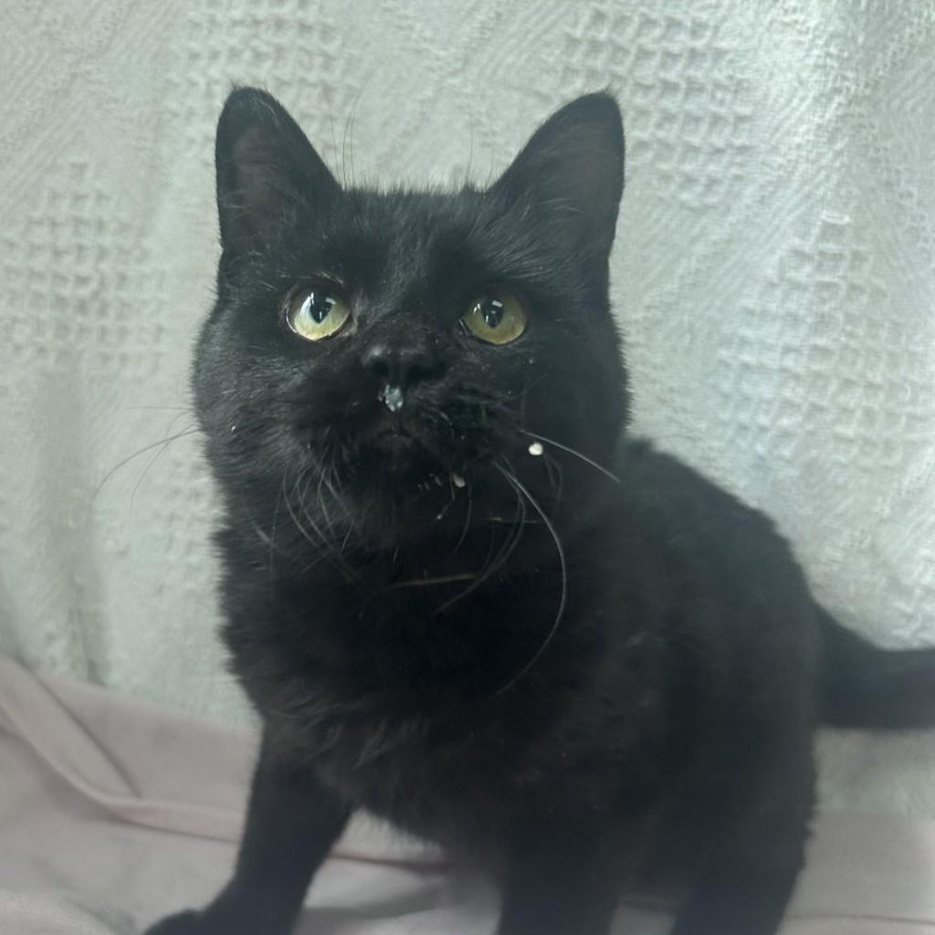 Koda