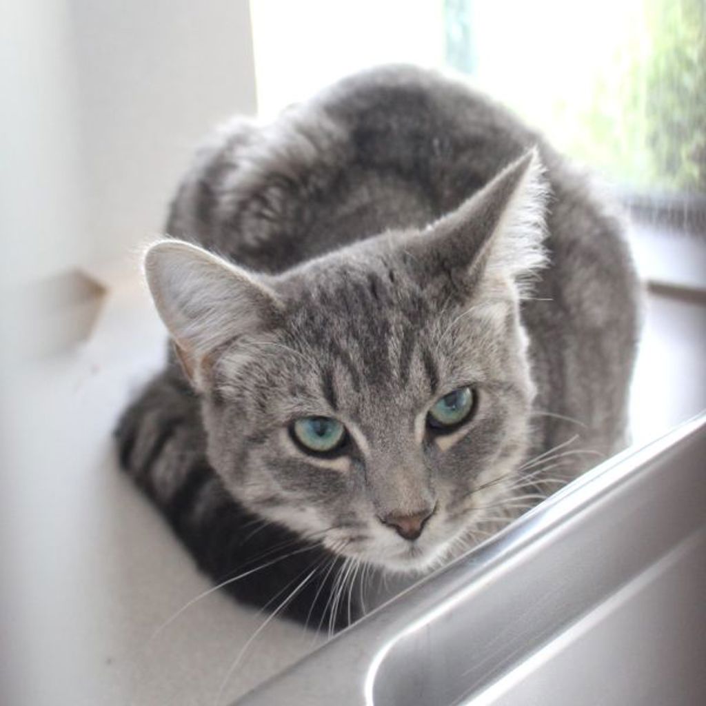 Koda