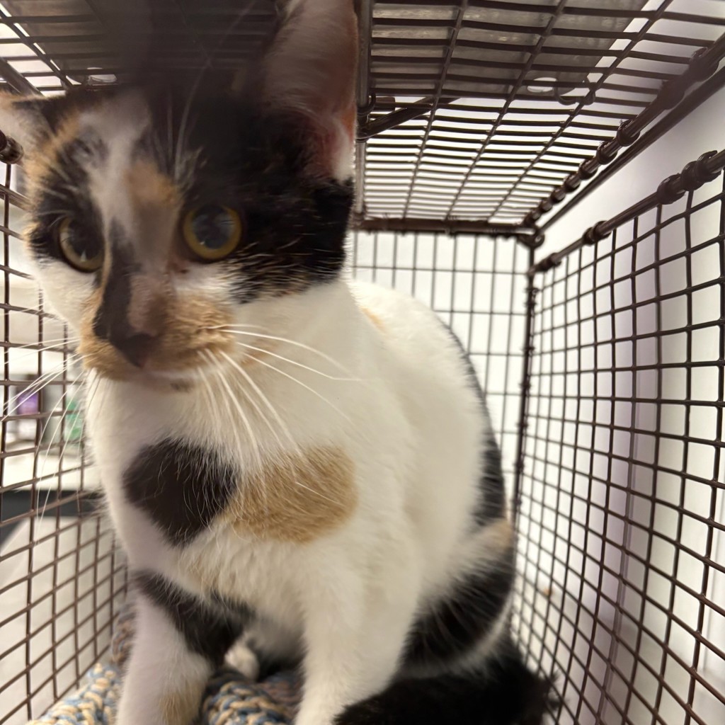 Lentil