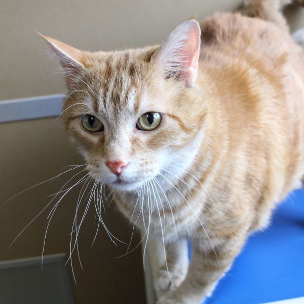 Leo -- Bonded Buddy With Snowbell