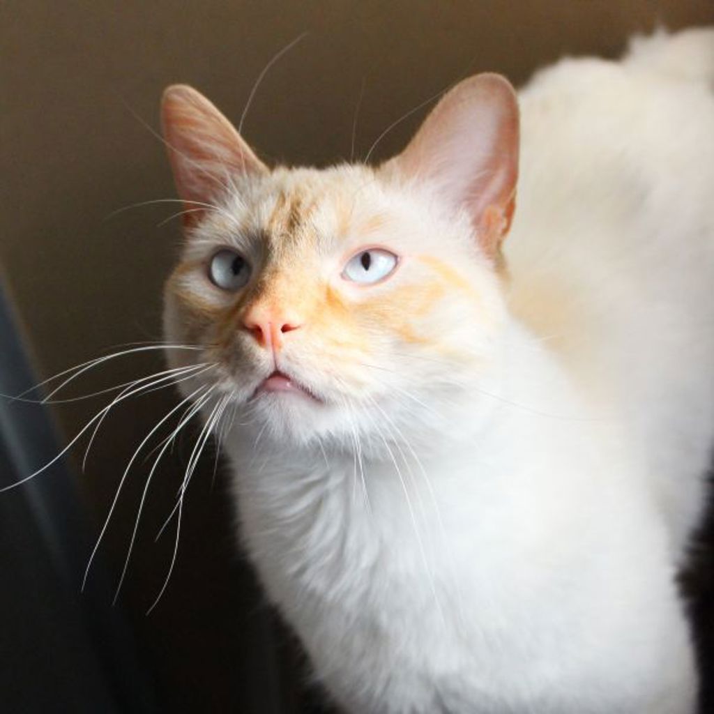 Lilo -- Bonded Buddy With Stitch