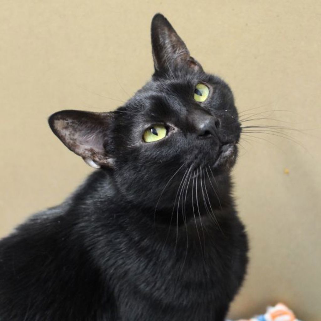 Lionel -- Bonded Buddy With Charles
