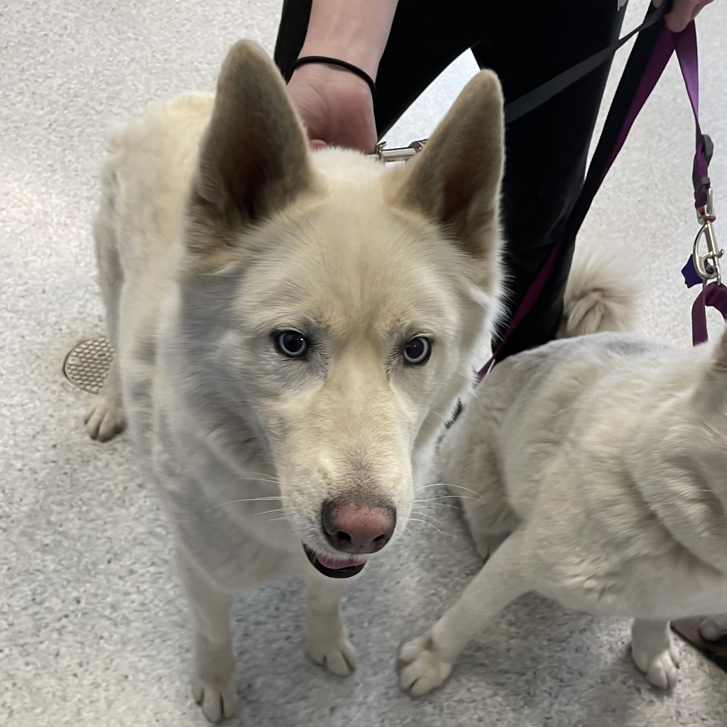 Loki -- Bonded Buddies With Widow