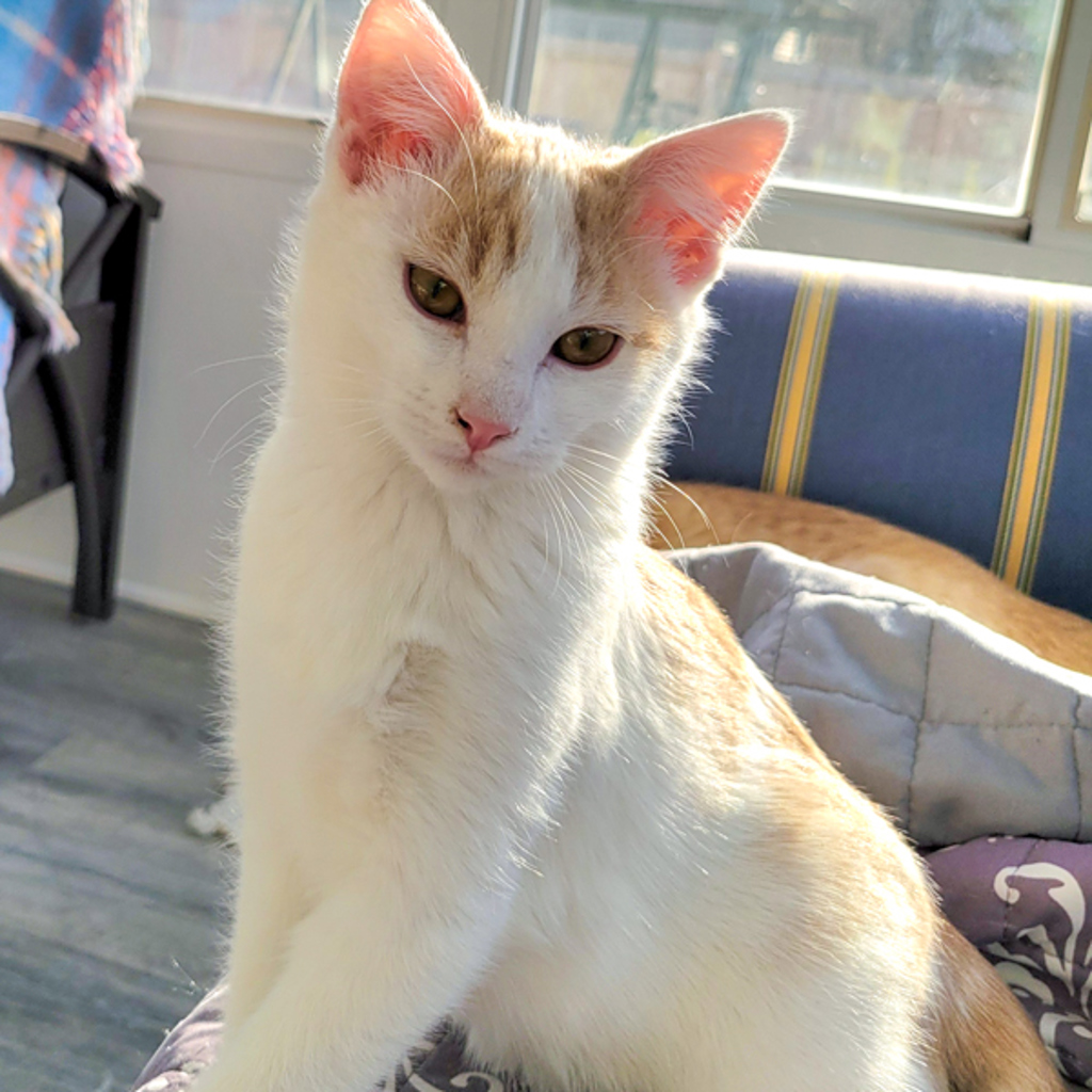 Lucky -- Bonded Buddy With Mouse
