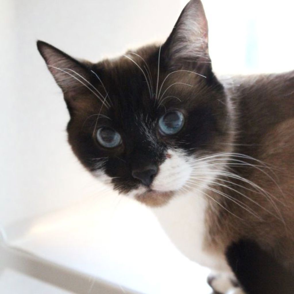 Luna -- Bonded Buddies With Percy