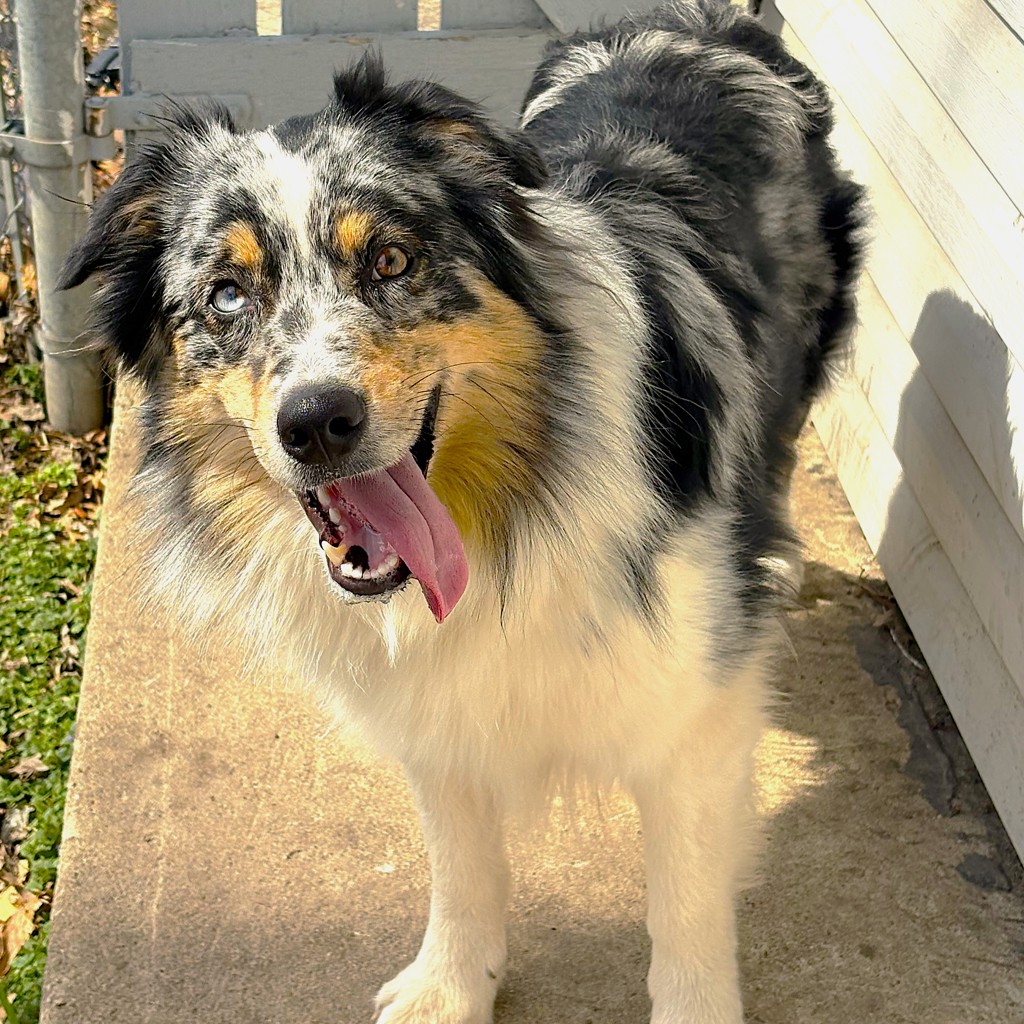 Australian Shepherd
