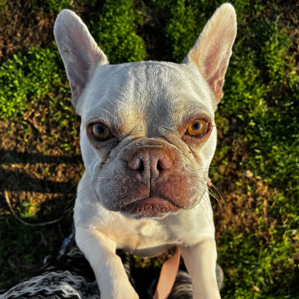 Maple