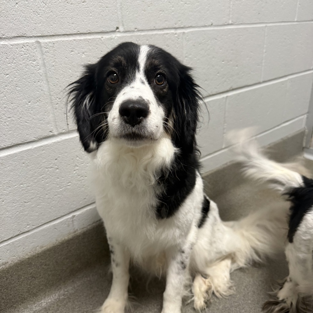 Marshmallow -- Bonded Buddy With Bridget