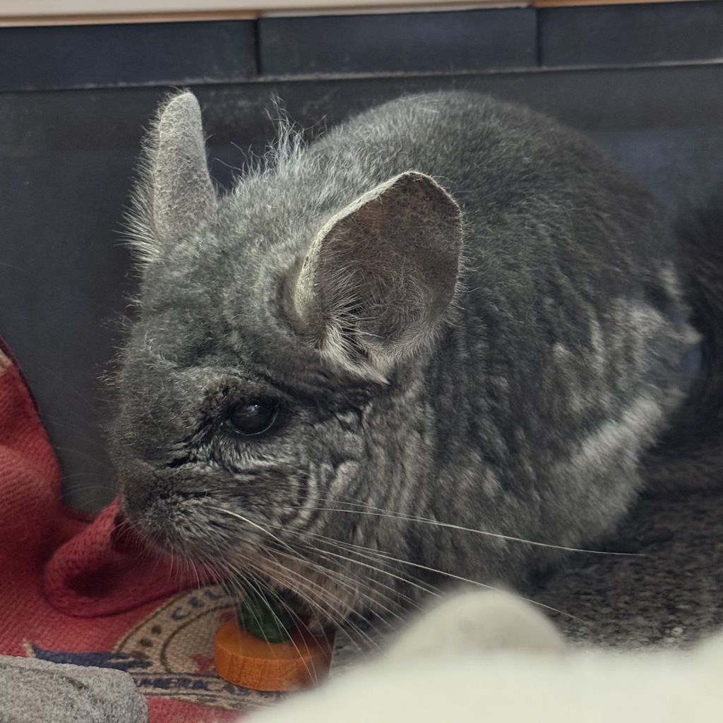 Mew -- Bonded Buddy With Vivi