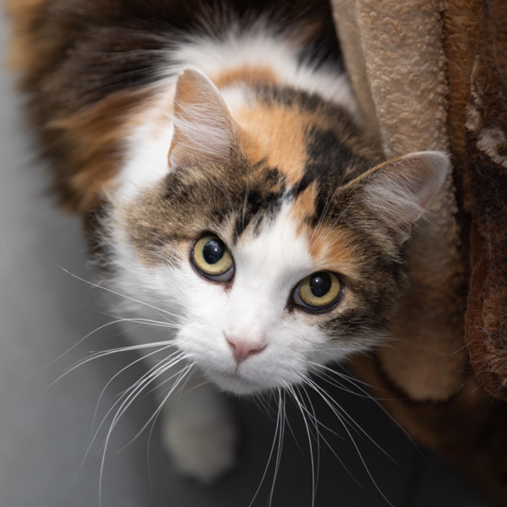 Mia -- Bonded Buddy With Kiki