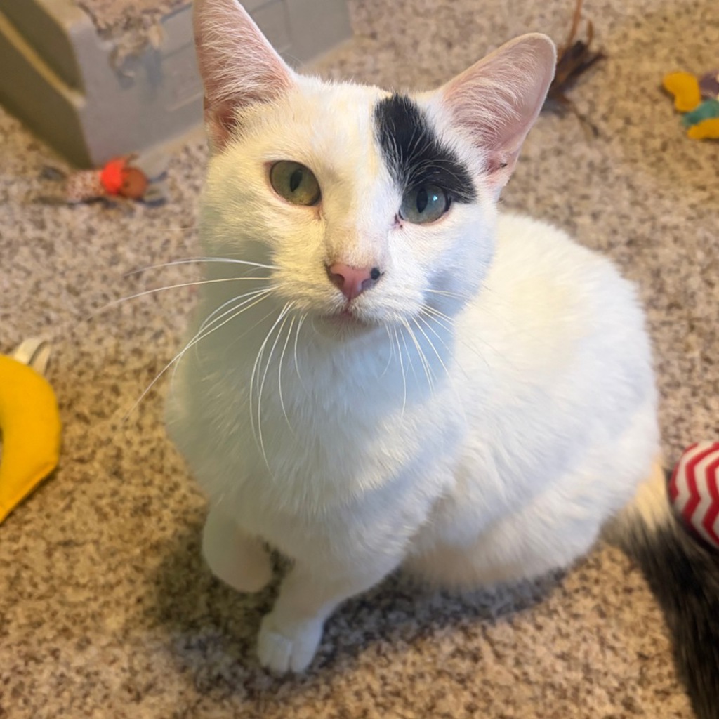Milo -- Bonded Buddy With Stevie