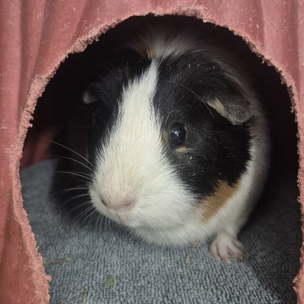 Mimi
