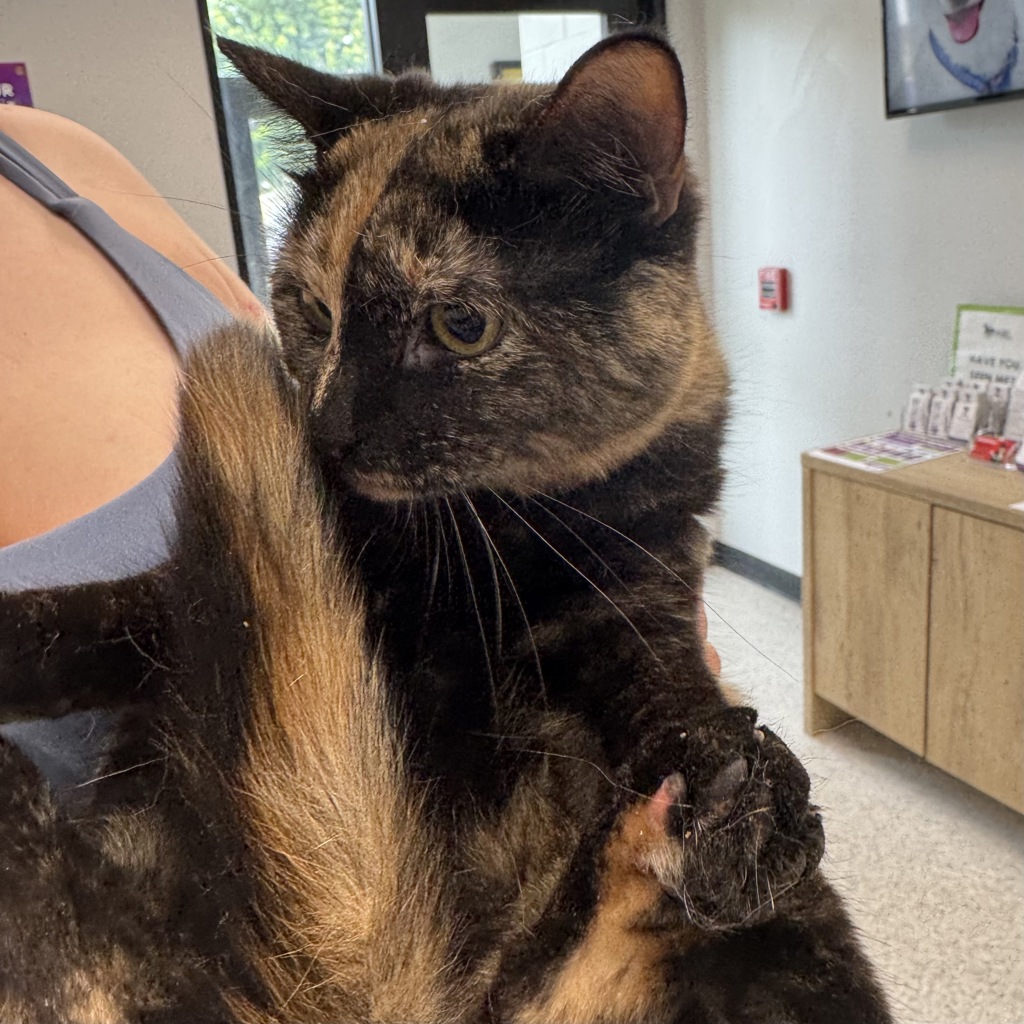 Miss Girl -- Bonded Buddy With Morpheus