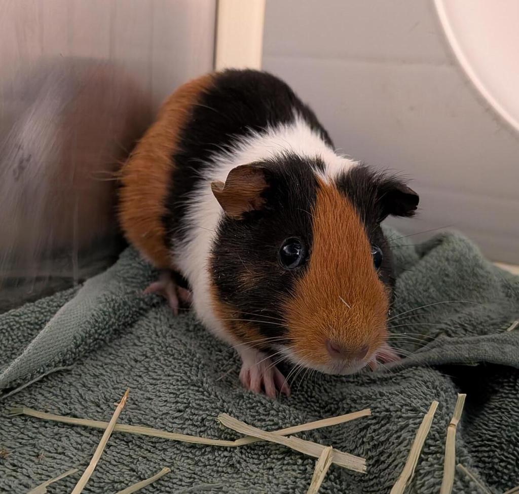 Mocha - Bonded Buddy With Buiscut