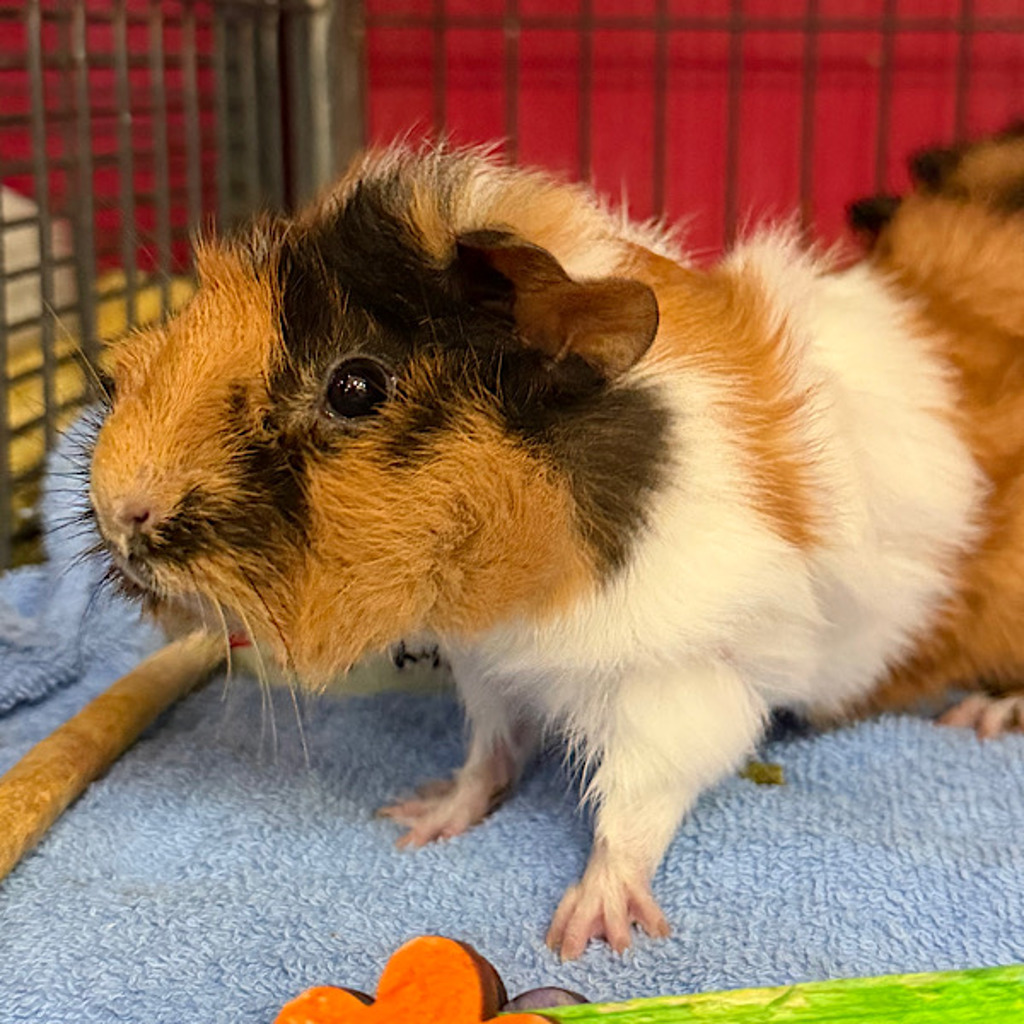 Mocha -- Bonded Buddy With Cocoa
