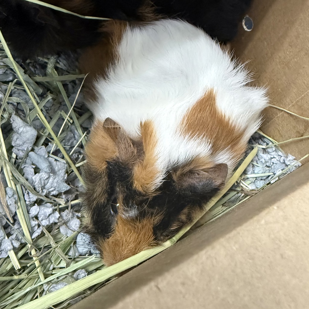 Mocha -- Bonded Buddy With Cocoa