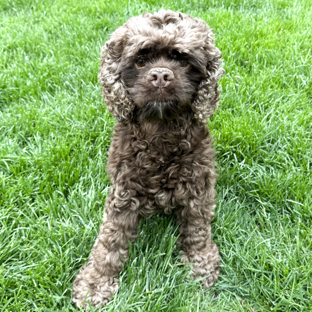 Molly
