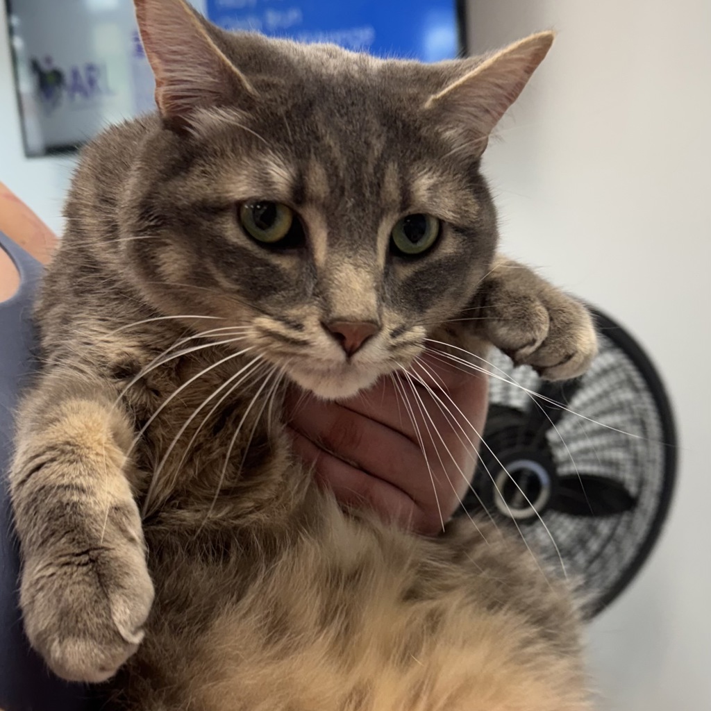 Morpheus -- Bonded Buddy With Miss Girl