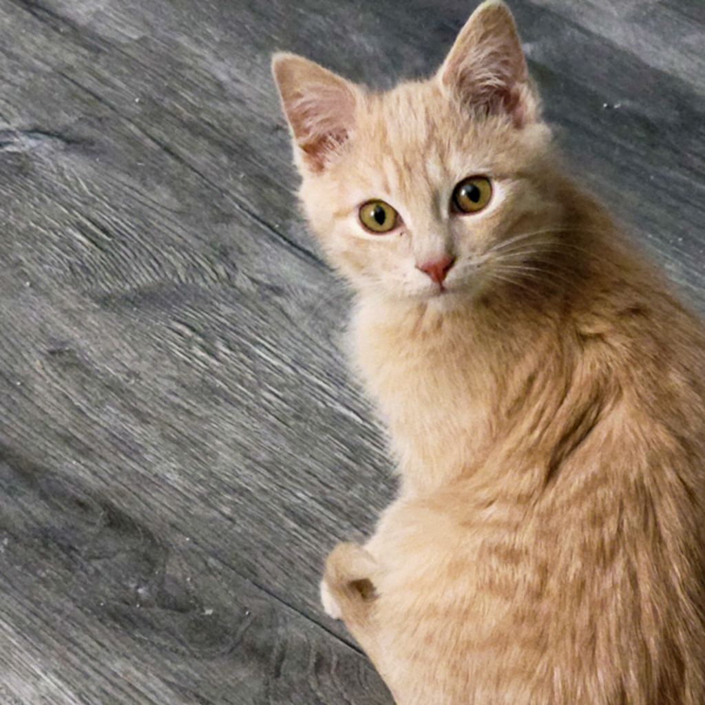 Mouse -- Bonded Buddy With Lucky