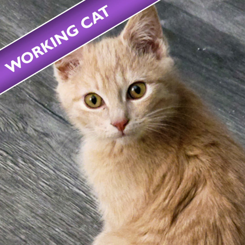 Mouse -- Bonded Buddy With Lucky