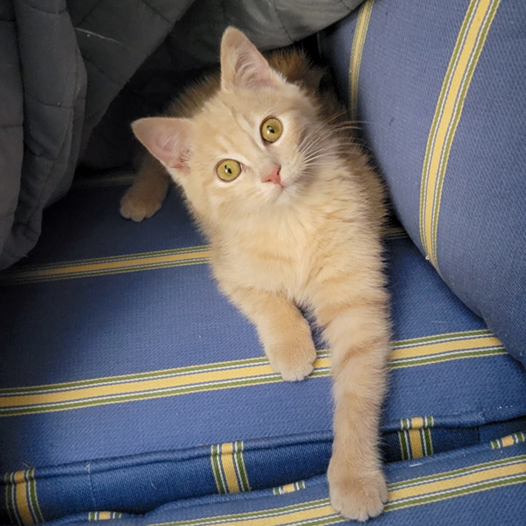 Mouse -- Bonded Buddy With Lucky
