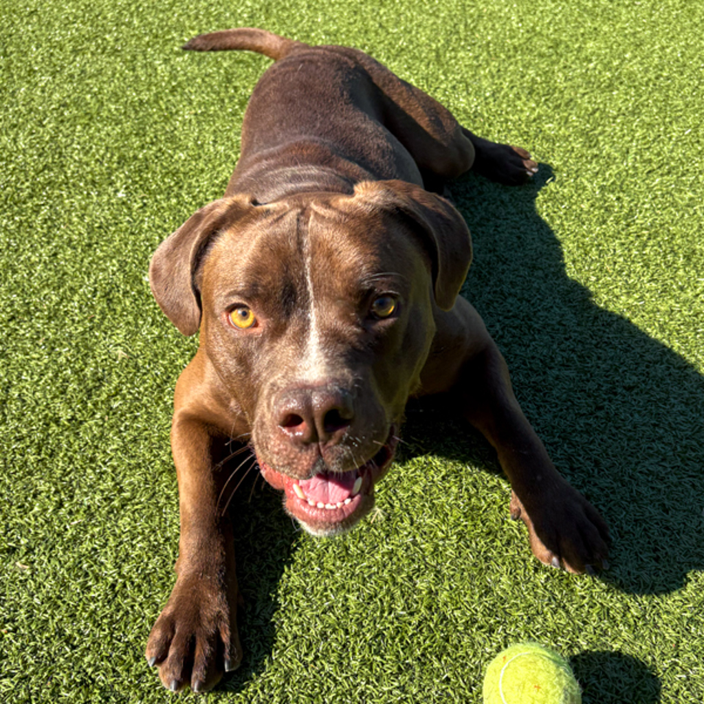 Mowgli