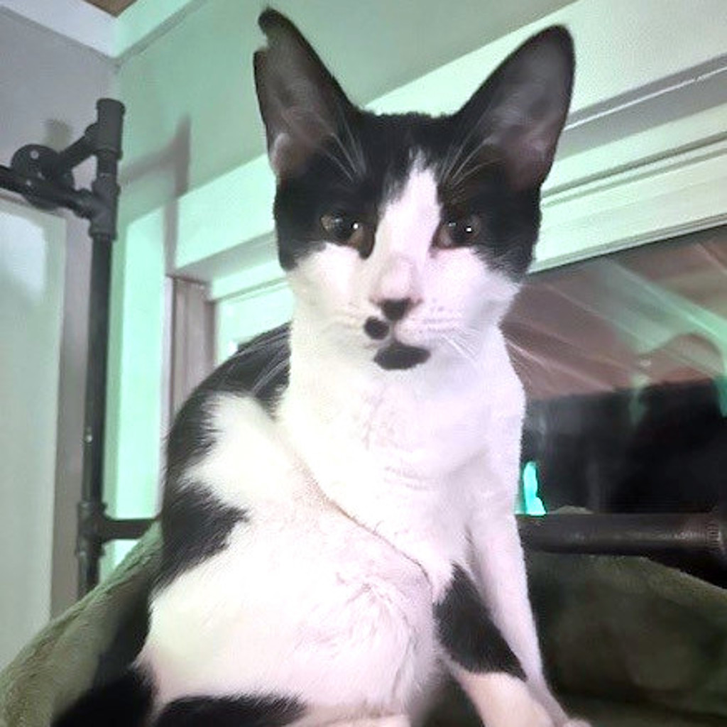 Ms Pickles