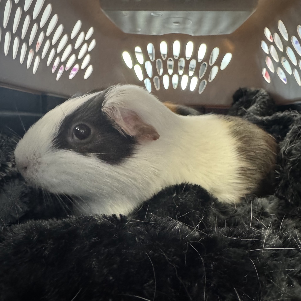 Oreo--Bonded Buddy With Taffy