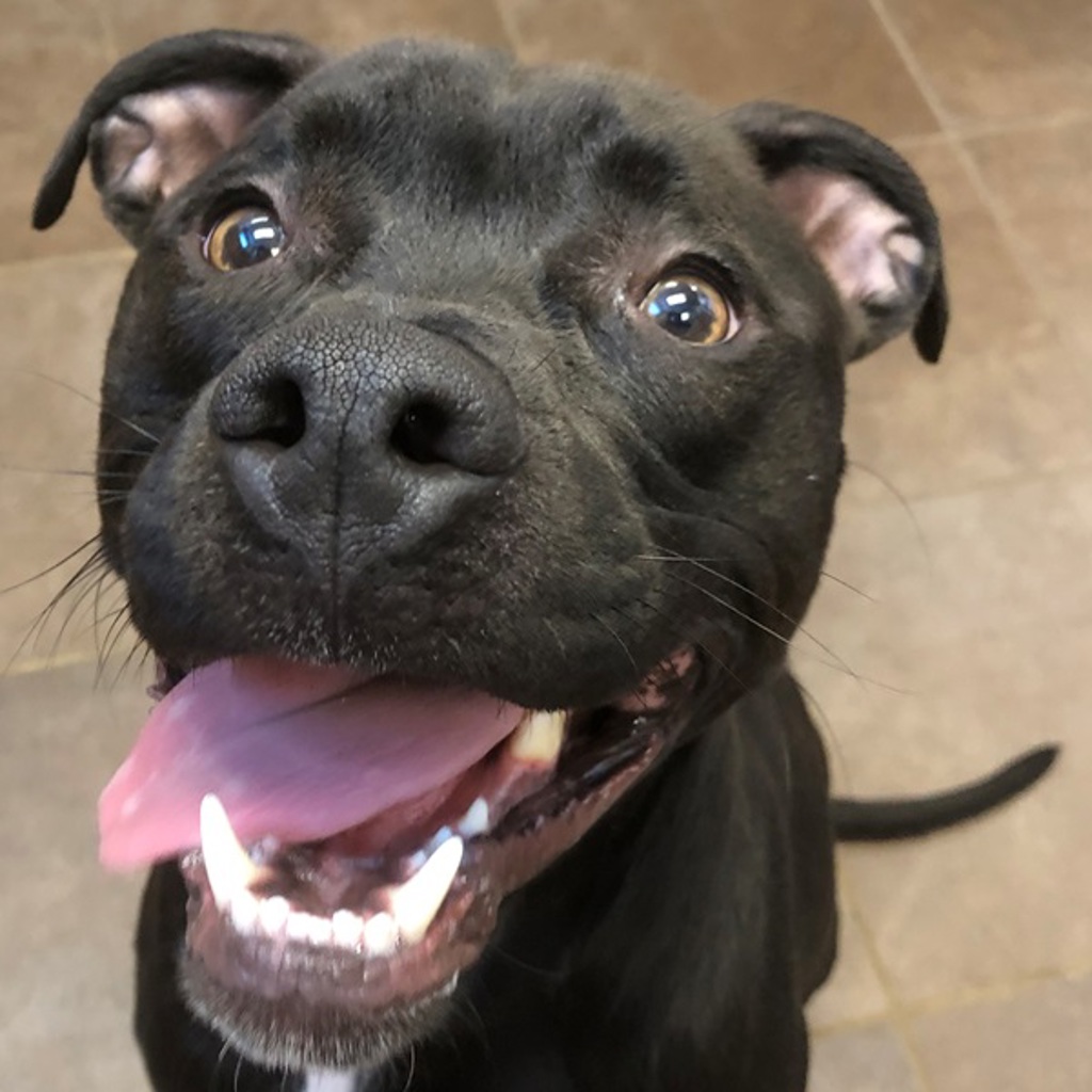 Otis