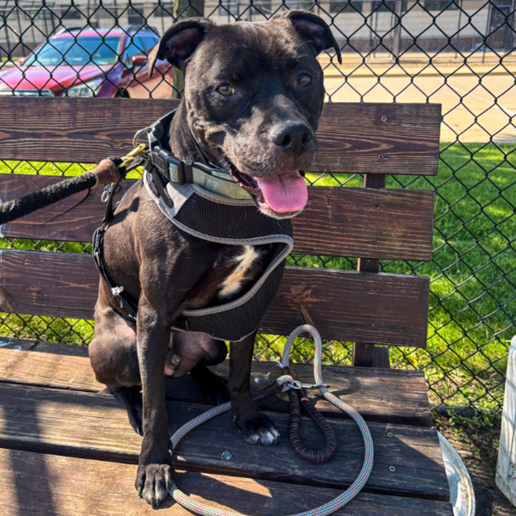 Otis