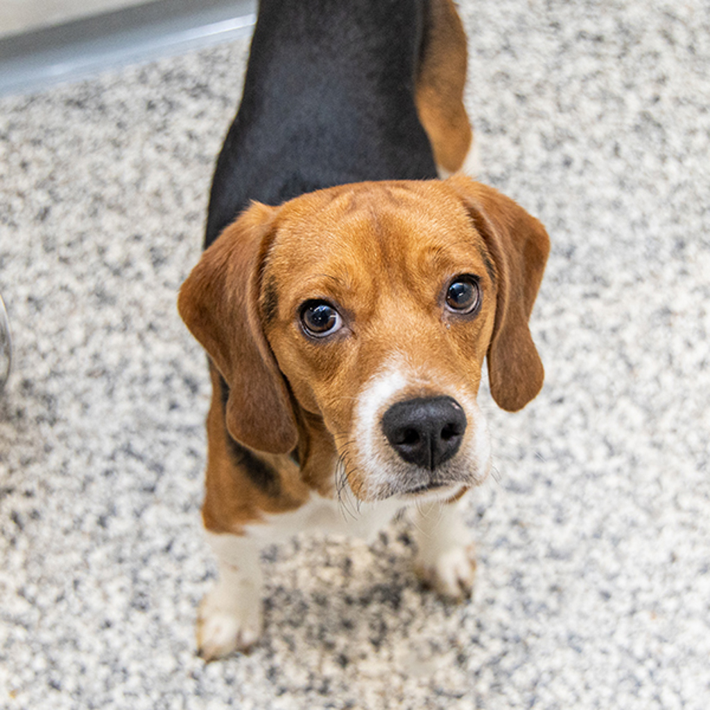 Otis