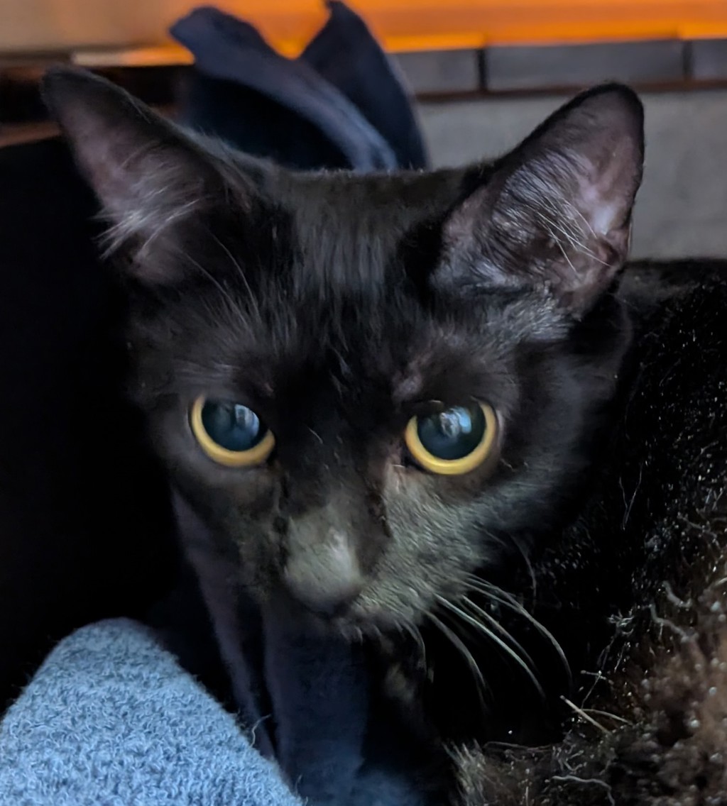 Panther