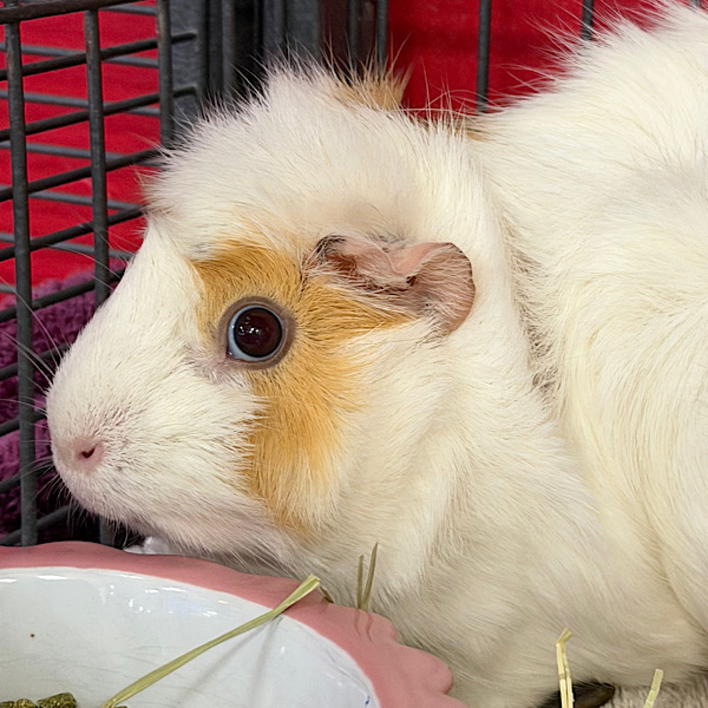 Penelope -- Bonded Buddy With Esmeralda