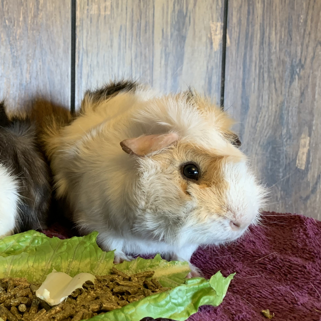 Penelope -- Bonded Buddy With Esmeralda