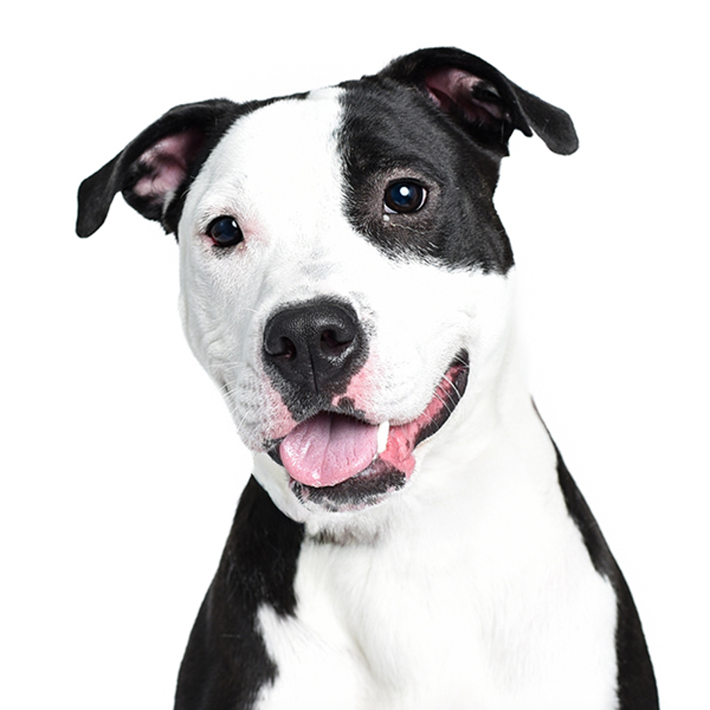 Pongo