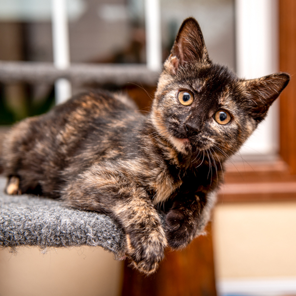 Sable -- Bonded Buddy With Ember