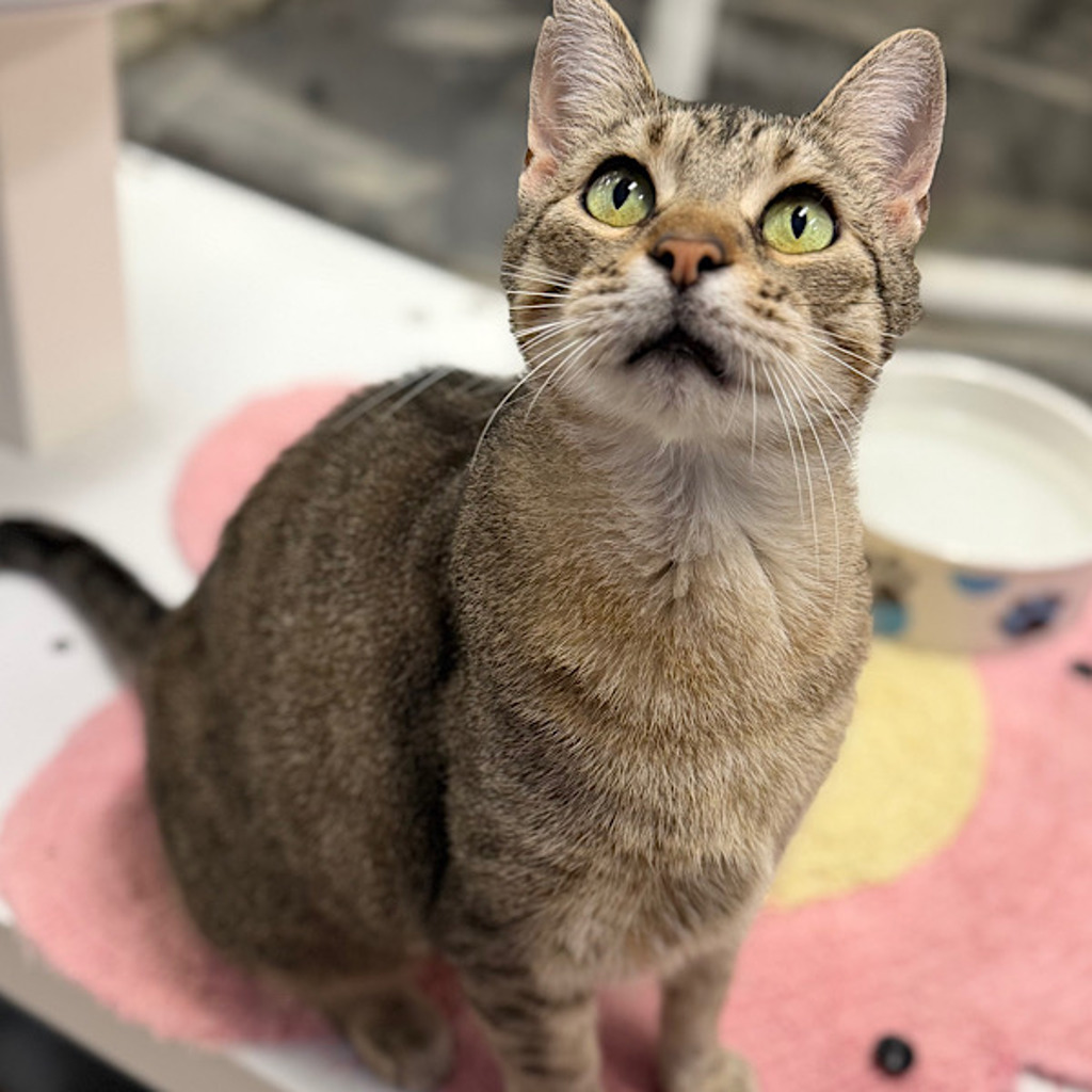 Scarlet -- Bonded Buddy With Corn Field