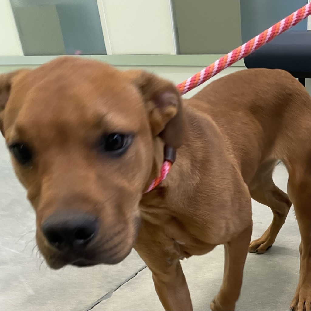 Scrappy Doo
