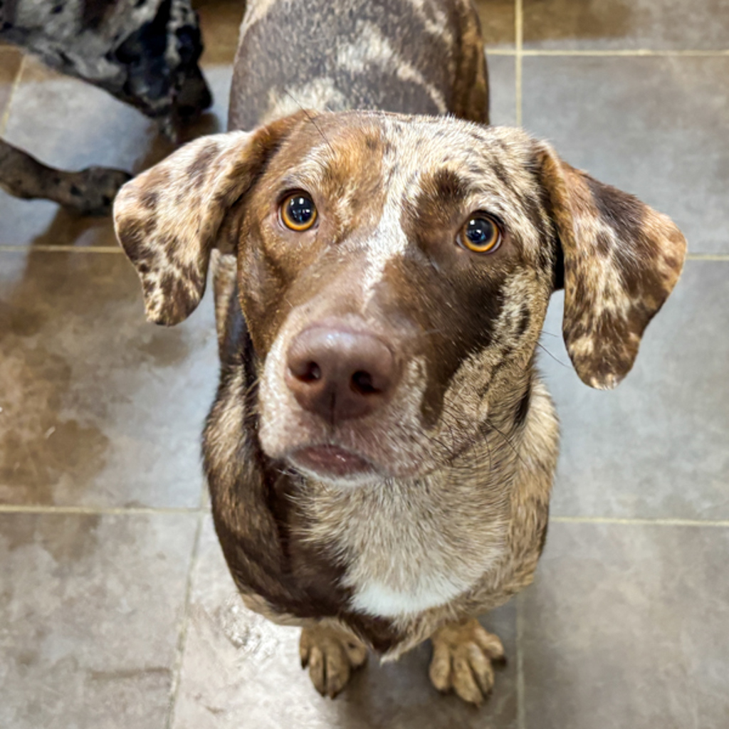 Sissy -- Bonded Buddy With Bud