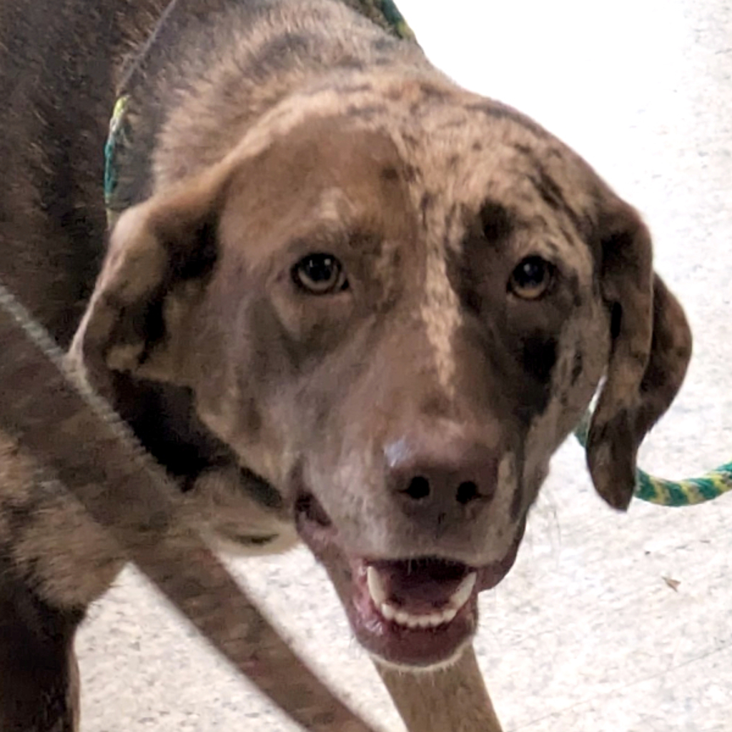 Sissy -- Bonded Buddy With Bud