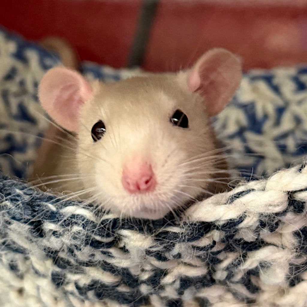 Sleepy