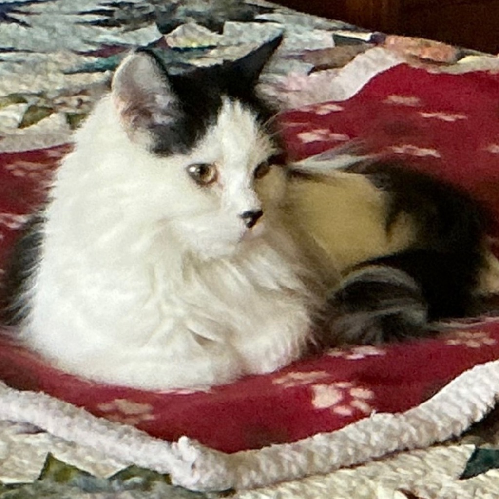 Snoopy -- Bonded Buddy With Woodstock