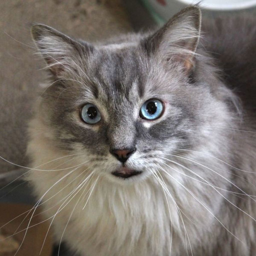Snowbell -- Bonded Buddy With Leo