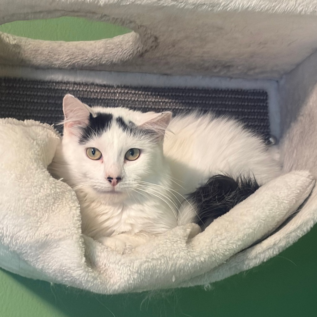 Stevie -- Bonded Buddy With Milo