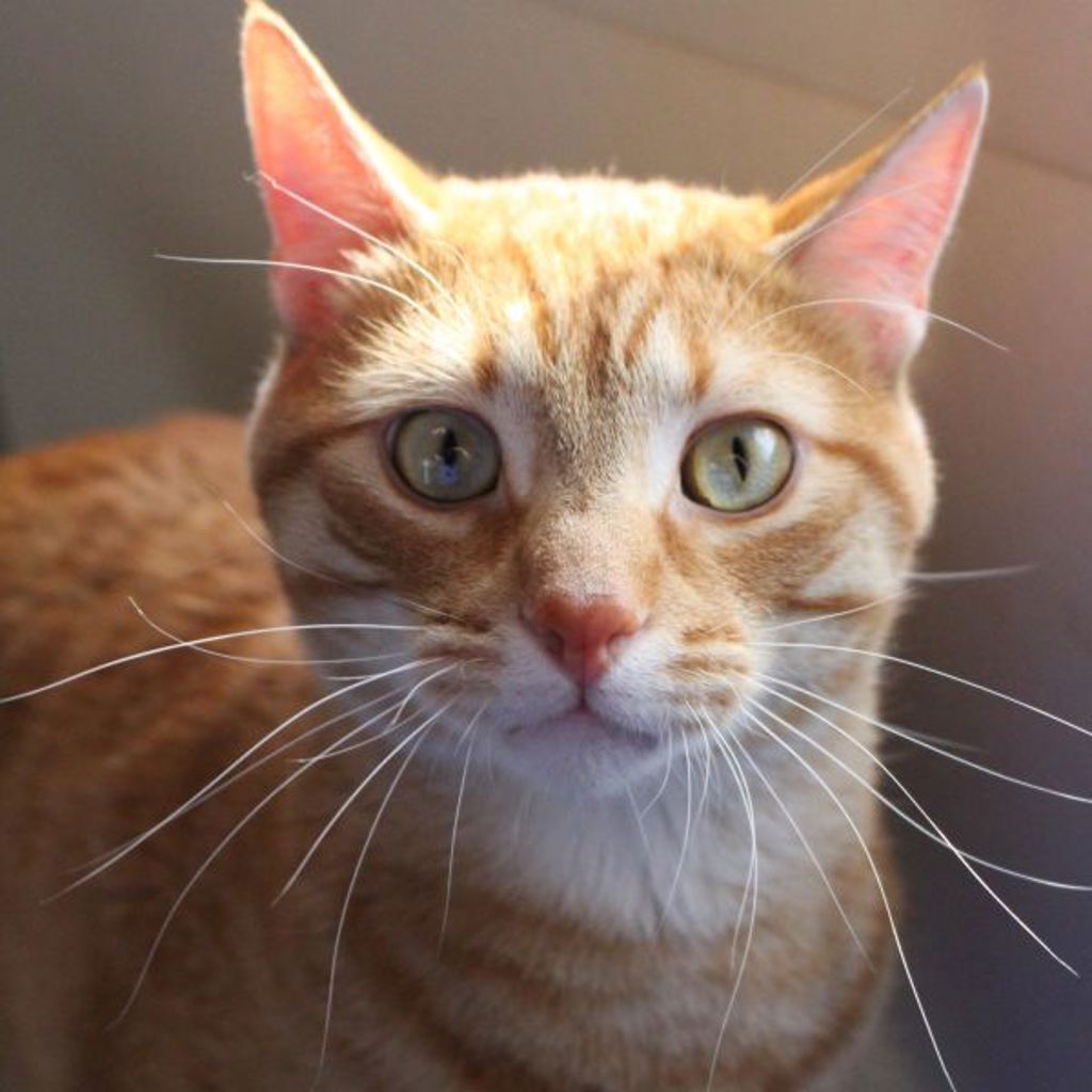 Stitch -- Bonded Buddy With Lilo