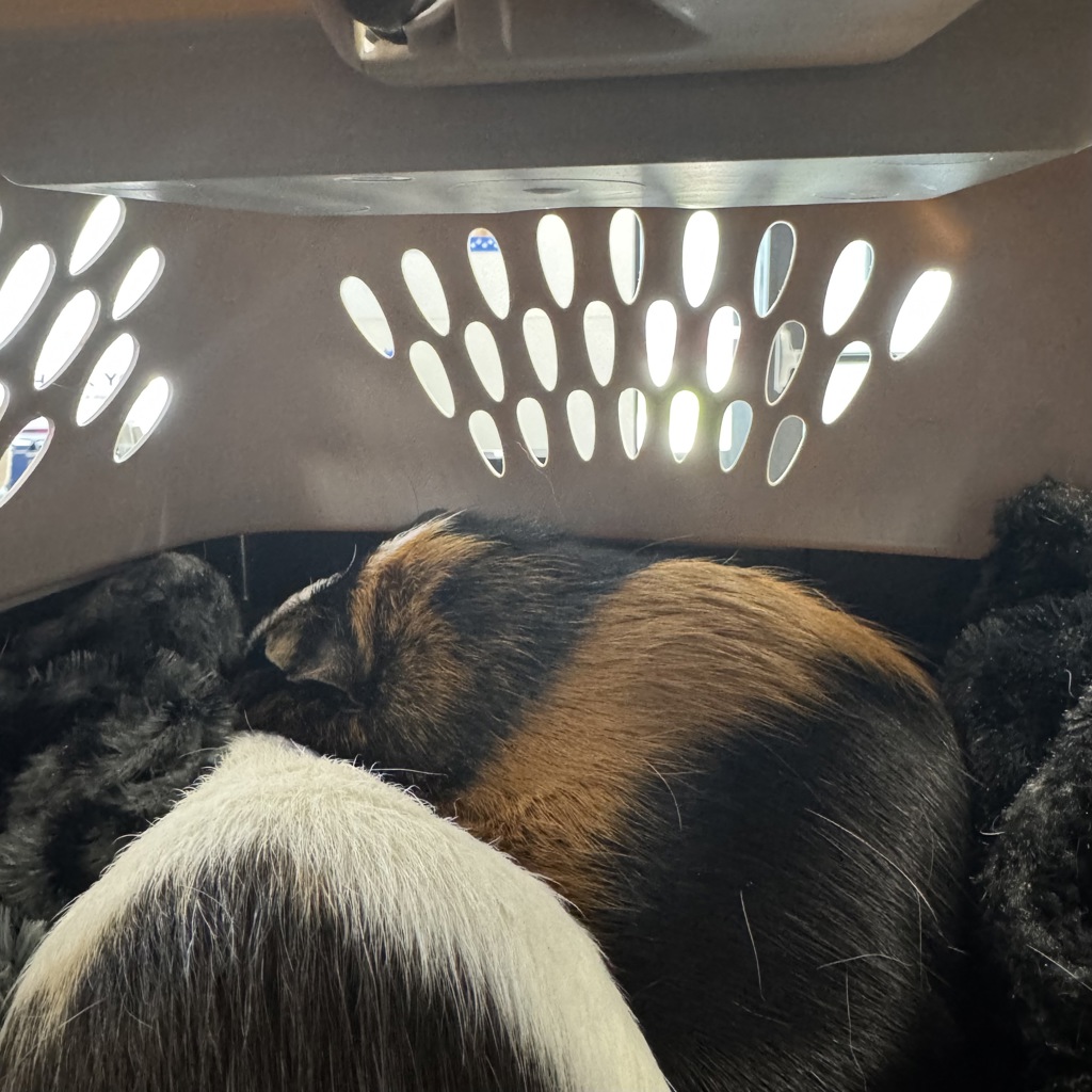 Taffy -- Bonded Buddy With Oreo
