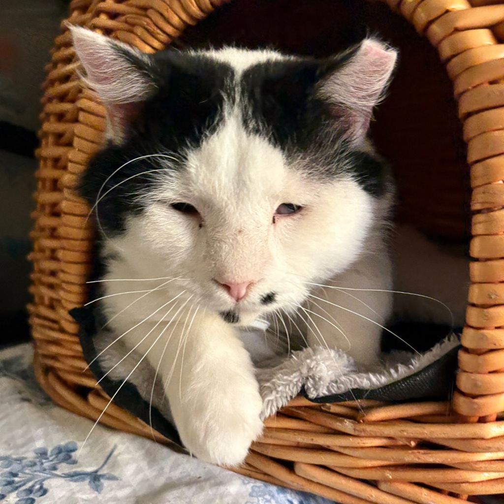 Tobias