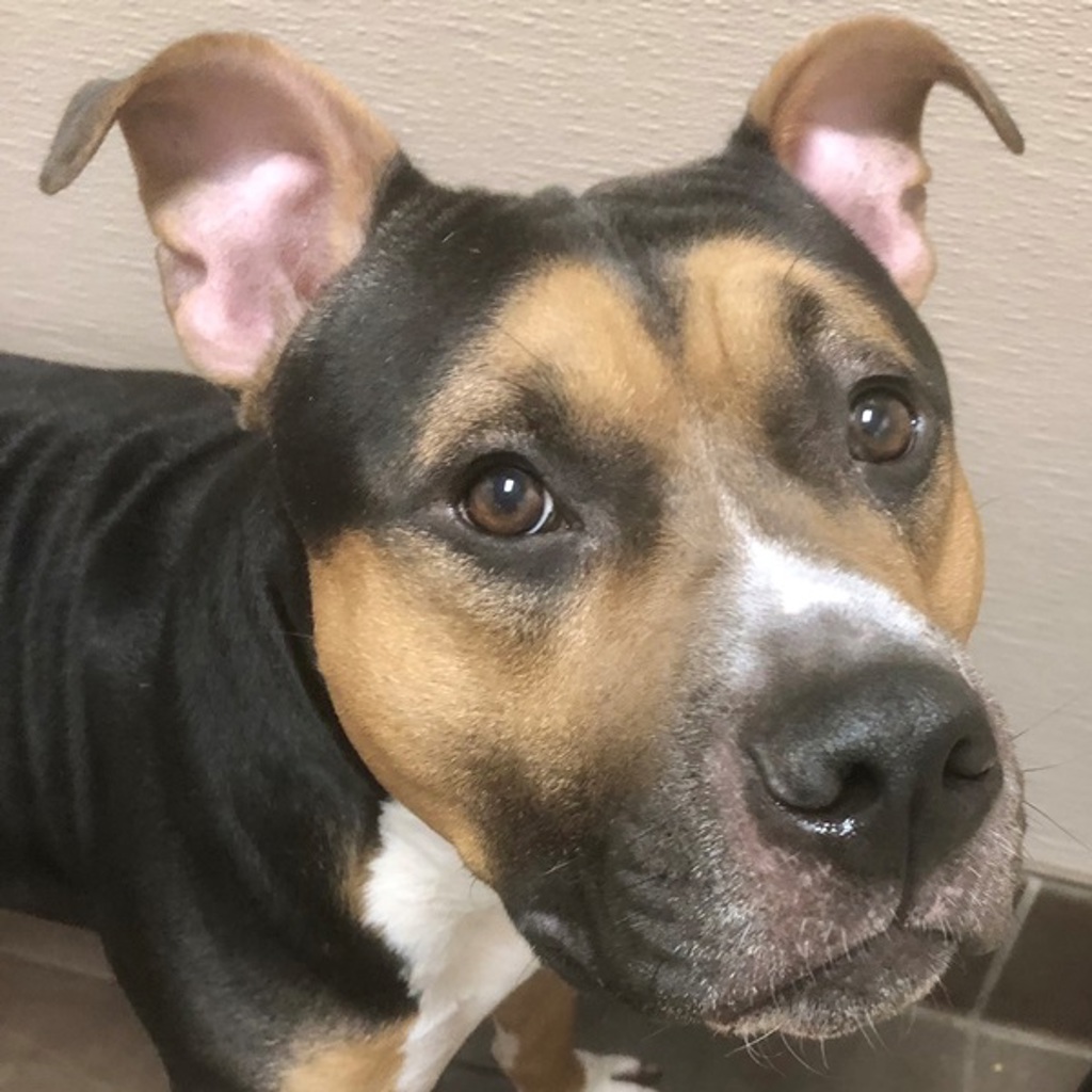 Tyson