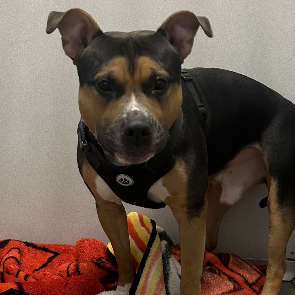 Tyson